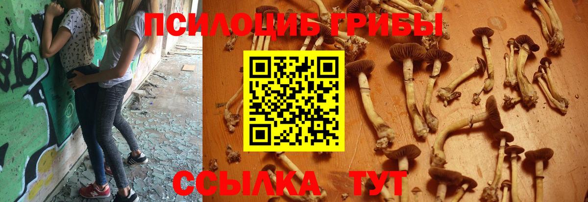 Псилоцибиновые грибы прущие грибы Санкт-Петербург